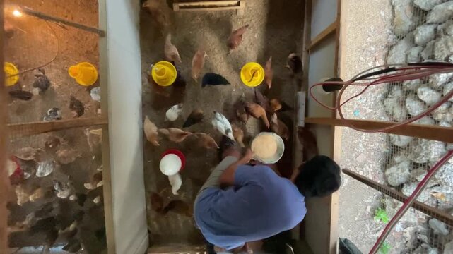 Farmer Feeding Chickens on Poultry