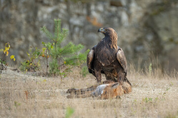 Obraz premium A majestic golden eagle standing proudly on a rocky outcrop after catching and hunting a red fox