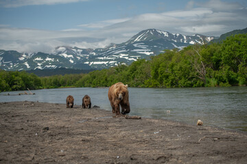 Ruling the landscape, brown bears of Kamchatka (Ursus arctos beringianus) © vaclav