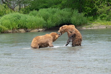 Ruling the landscape, brown bears of Kamchatka (Ursus arctos beringianus) © vaclav