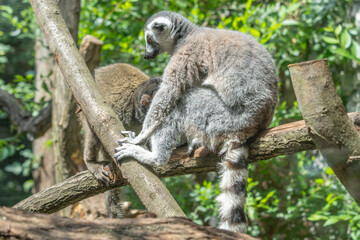 Obraz premium Ring-tailed lemur perched on a tree branch in a lush green forest habitat with wildlife, tropical