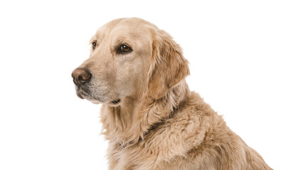 Golden Retriever Dog Side Profile Portrait Isolated on Transparent Background Cutout Studio Canine Pet Care Graphic © Lazim