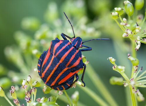 Italian striped bug on a flower