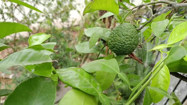 Citrus jambhiri fruit growing naturally on citrus tree