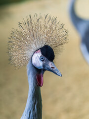 Obraz premium Beautiful Grey Crowned Crane, lat. Balearica regulorum, bird with blue eye and red wattle