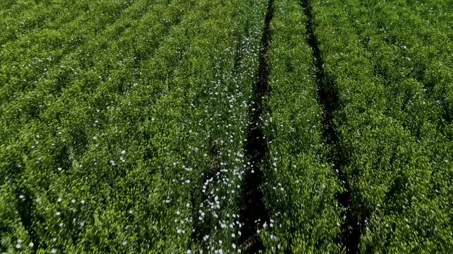 Fast drone flies low above green crops along dark parallel tractor tracks.