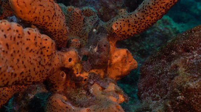 A red frogfish sits motionless on a sponge, blending into the reef with its textured skin. A small damselfish swims past in the foreground,