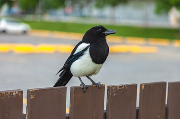 Obraz premium Magpie 