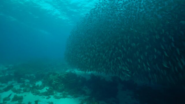 A swirling baitball of silversides moves in tight formation as divers hover nearby, their silhouettes framed against the blue water. The fish pulse and shimmer while the divers drift calmly.