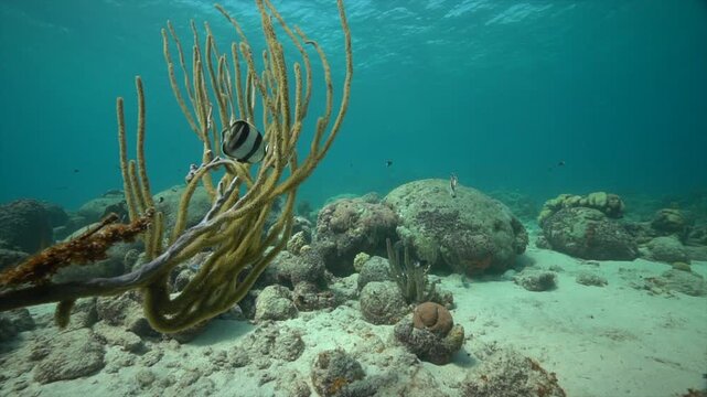 Three banded butterflyfish glide around swaying soft corals, weaving through the gentle movement of the reef. Their bright patterns stand out against the flowing coral branches.