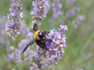 Carpenter bee collecting nectar on purple lavender flower © Tib