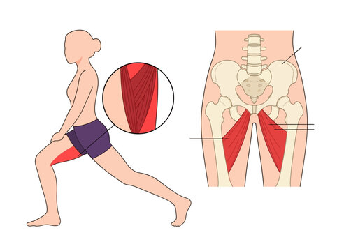 Anatomy of the Hip Adductor Muscles: Inner Thigh Muscle Group Diagram and Stretching Exercise Illustration