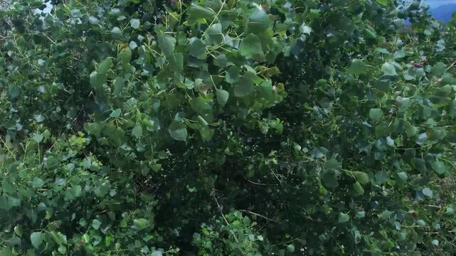 Green vegetation and tree leaves moving in a natural landscape