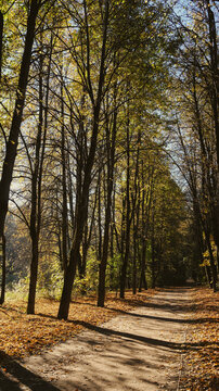 A path through the forest, a nature trail hiking, an autumn scenic landscape. Vertical photo on background wallpaper.