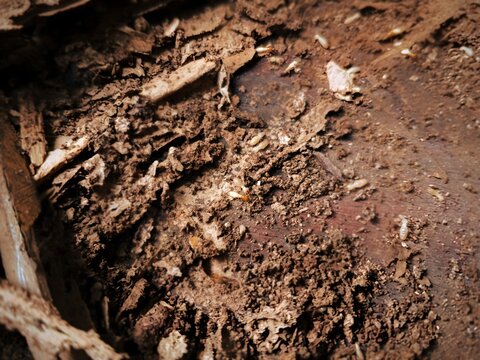 Macro close up of worker and soldier termites eating and destroying rotten wood structure