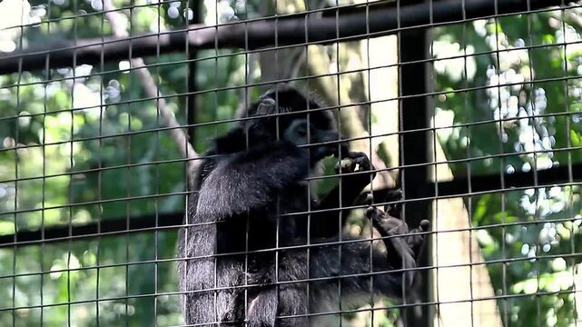 A video of a black Javan langur moving about inside its enclosure at a zoo in Lombok, Indonesia, on a bright, cool morning.