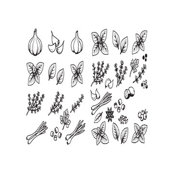 Set of hand drawn sketch style aromatic kitchen herbs and spices vector illustrations featuring garlic basil leaves thyme rosemary and star anise lineart elements