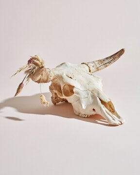 Bull skull with dried grass tied to a horn, a weathered bone floral arrangement on a white background for interior mockups and design