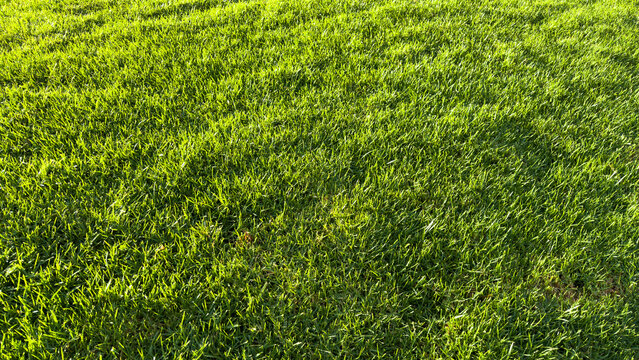 sunlit lush green grass blades create a dense and vibrant lawn texture illuminated by warm afternoon light