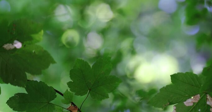 Beautiful green leaves of a mountain maple in the forest against a blurred, sunlit green background.