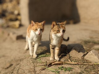 cat © Ali