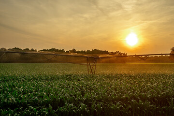 Obraz premium Watering farm field. Irrigation system spraying corn plant in farm field. Irrigation system. Agricultural sprayer. Irrigation system and irrigation process.