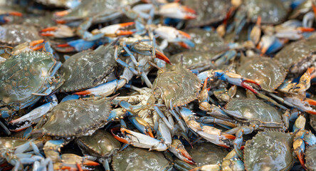Blue crab shows fresh shell. Blue claws add natural texture. Raw blue crab fills market display. Fresh blue crab supports gourmet seafood. © Volodymyr