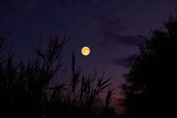 Full Moon on a twilight sky with landscape silhouettes. © astrosystem