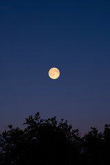Full Moon on a twilight sky with tree silhouettes. © astrosystem