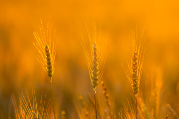 Obraz premium Wheat stands in countryside. Wheat ear holds awn. Summer wheat meets sunset. Backlit wheat forms background.