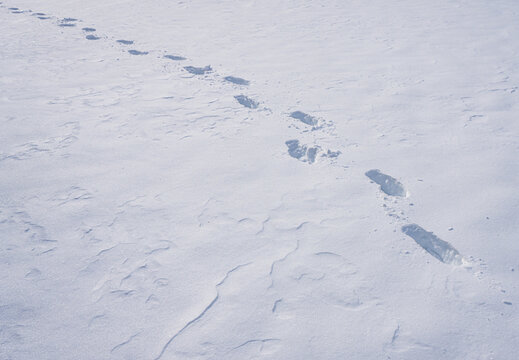 Snow pathway in winter landscape. Footprints on snowy trail. Walking forward in snow. Snowy footpath in winter. Footsteps on frozen surface. Winter walk in snowy field. Trail of footprints in snow.