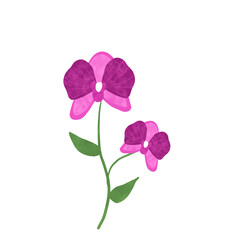 Fototapeta premium pink and purple orchid flower