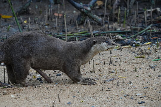 Smooth Coated Otter in Natural Habitat Wildlife Photography