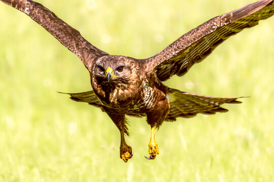 Common buzzard (Buteo buteo) is a medium-sized, widespread bird, one of the most common birds of prey found in Europe and Asia. Selective focus on bird's eye
