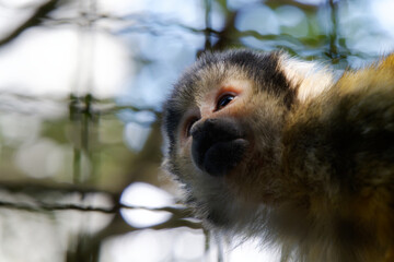 Low angle close-up portrait of a curious squirrel monkey looking up towards the sky with blurred natural background. © SIOU CYUAN LIANG