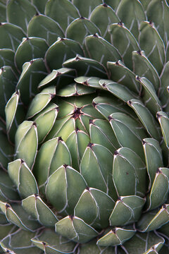 Italy, Sardinia, Cagliari.  Close-up of a Queen Victoria Agave (Agave victoriae-reginae)