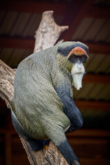 Vertical close-up portrait with sharp focus on a De Brazza's monkey sitting on a wooden branch and turning back to look directly into the camera in a zoo. © Oleg