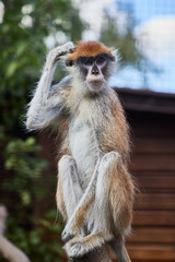 Vertical medium shot with selective focus on a patas monkey sitting upright and scratching its head while looking at the camera in a zoo. © Oleg