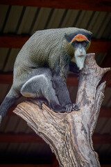 Vertical full-length portrait with sharp focus on a De Brazza's monkey sitting perched on a dry wooden tree branch and looking directly into the camera in a zoo. © Oleg