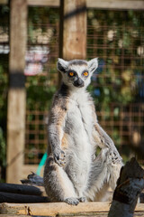 Vertical medium portrait with selective focus on a ring-tailed lemur sitting upright with bright orange eyes and staring directly at the camera in a zoo enclosure. © Oleg