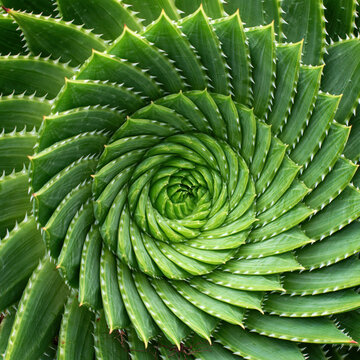 Aloe plant displays fractal rosette geometry in natural setting