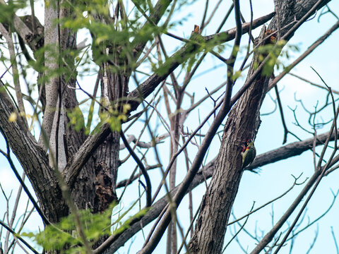 Coppersmith barbet bird perched at nest hole on dead tree trunk among tangled bare branches, colorful wildlife bird photography against blue sky