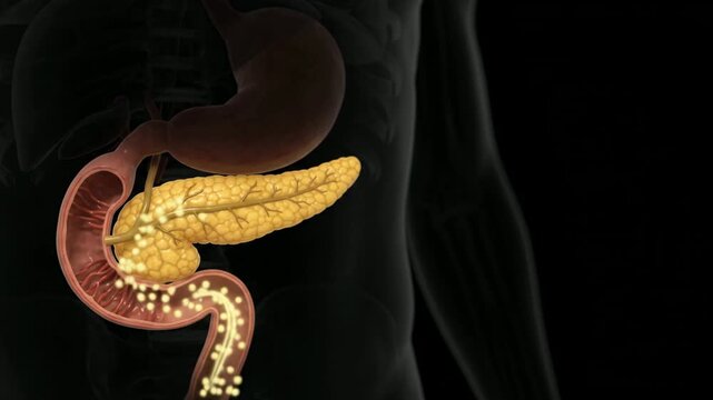 Medical 3D animation video footage of the human digestive system highlighting the pancreas in the abdominal cavity.