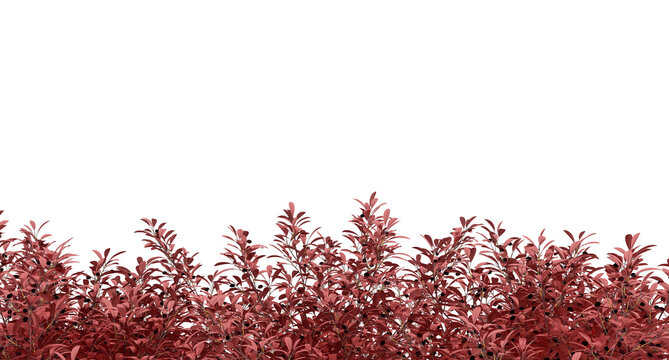 Close up red shrubs on white background