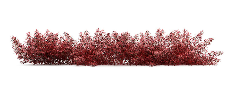Red shrubs border isolataed on transparent