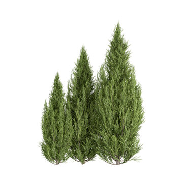 christmas pine tree branches