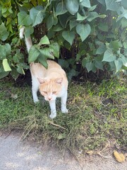 cat in the garden © viktoriia