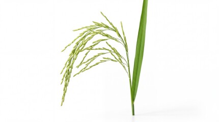 Fototapeta premium Green fresh paddy rice plant stalk with hanging grain ears isolated on white background