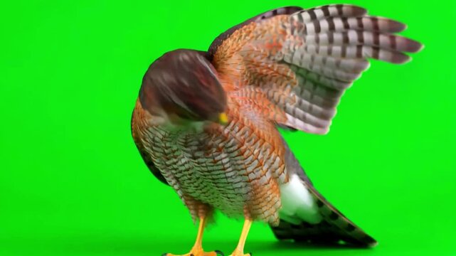 Hawk Moving on Green Screen Isolated Bird of Prey Video