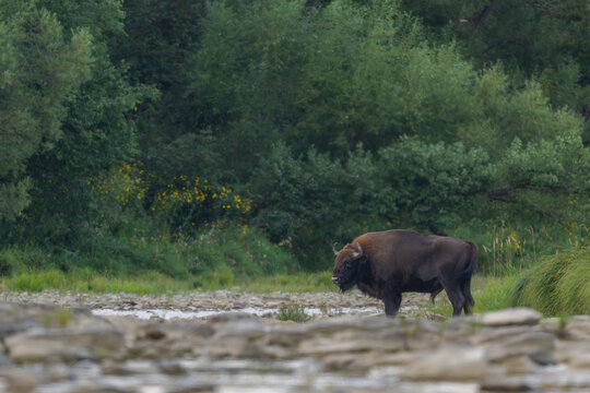 European Bison - Bison bonasus, large European even-toed ungulate native to North and East European forests and woodlands, Poland.